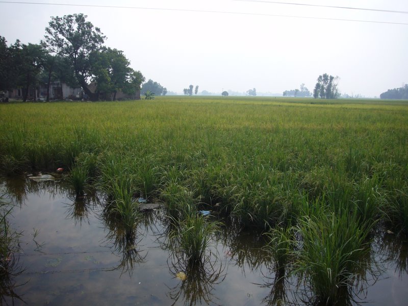 North Indian landscape, with trees vanishing into the mist.